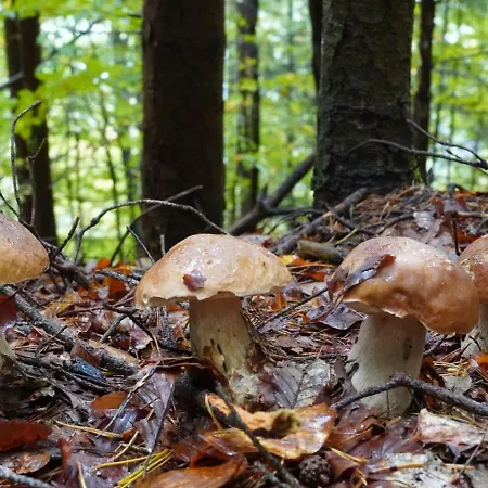 Rosenholz Ferienhaeuser * Köttmannsdorf