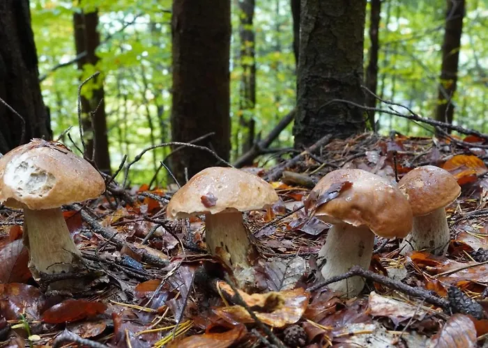 Rosenholz Ferienhaeuser * Kottmannsdorf